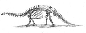 Apatosaurus excelsus formerly Brontosaurus excelsus