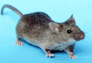 House_mouse_Mus_musculus